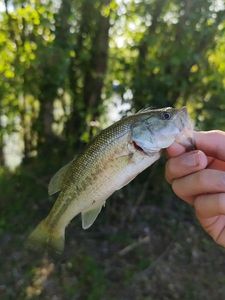 Largemouth Bass