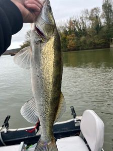 Zander