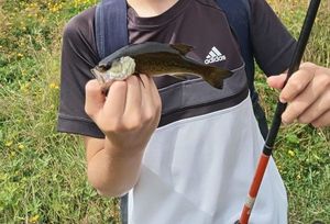 Largemouth Bass