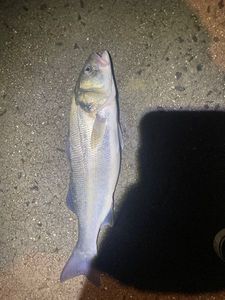 European Bass (Seabass)