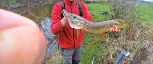 Northern Pike