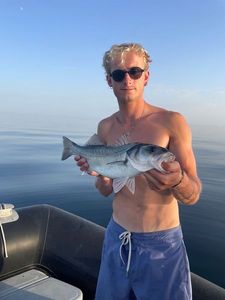European Bass (Seabass)