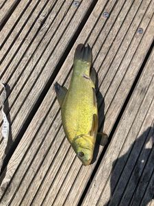 Tench