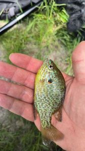 Green Sunfish