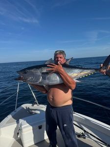Bluefin Tuna