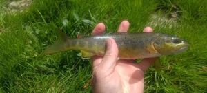 Brown Trout