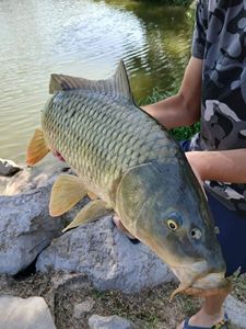 Common Carp