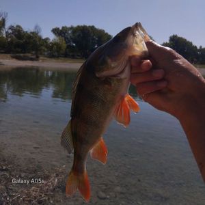 European Perch