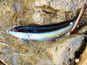 Mediterranean Rainbow Wrasse