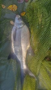 Common Bream