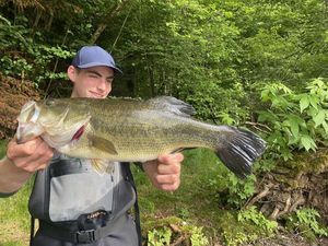 Smallmouth Bass