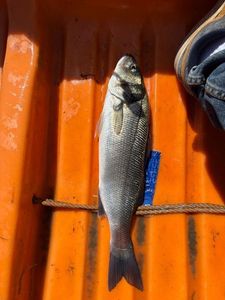 European Bass (Seabass)