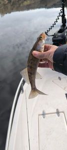 Zander