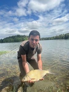 Common Bream