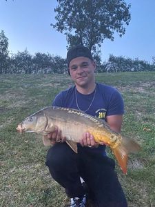 Mirror Carp