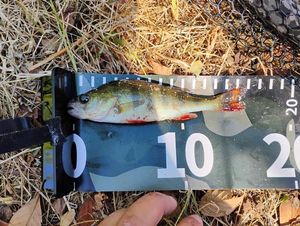 European Perch
