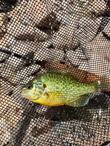 Green Sunfish