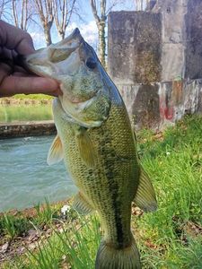 Largemouth Bass