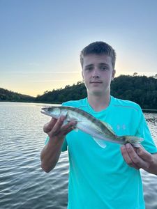 Zander