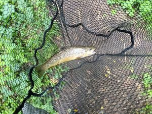Brown Trout