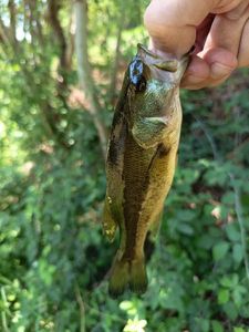 Largemouth Bass