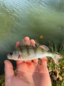 European Perch