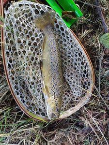 Brown Trout