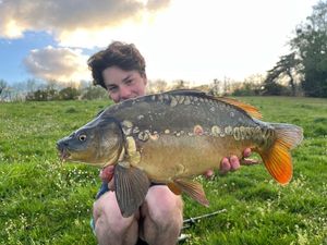 Mirror Carp
