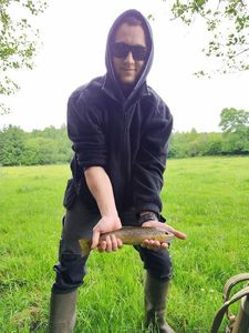 Brown Trout