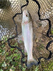 Rainbow Trout