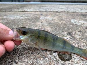 European Perch