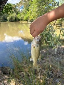 Largemouth Bass