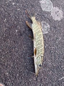 Northern Pike