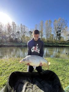 Common Carp