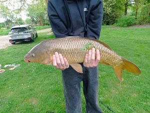 Common Carp