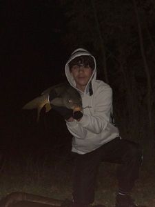 Common Carp