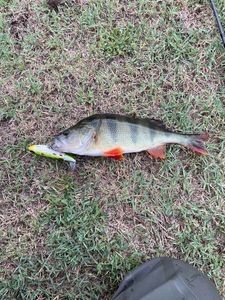 European Perch