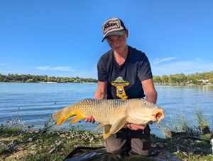 Common Carp