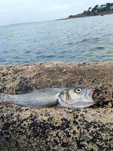 European Bass (Seabass)