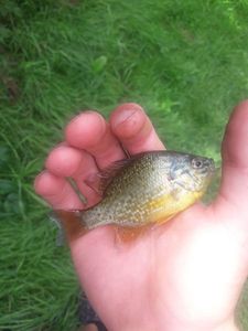 Green Sunfish