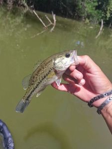 Smallmouth Bass