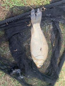 Crucian Carp