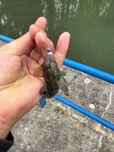 Giant Goby