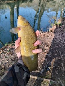 Tench