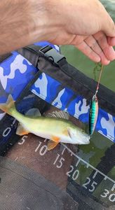 European Perch