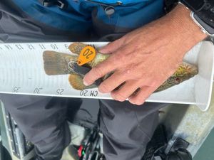 Ballan Wrasse