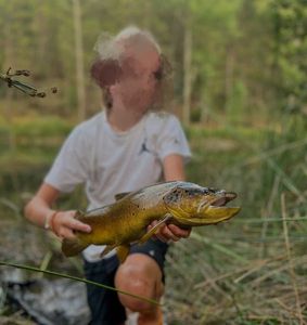 Brown Trout