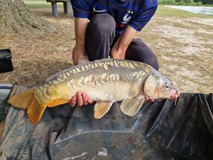 Mirror Carp