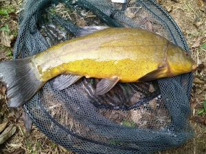 Tench