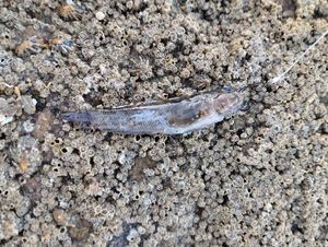 Round Goby